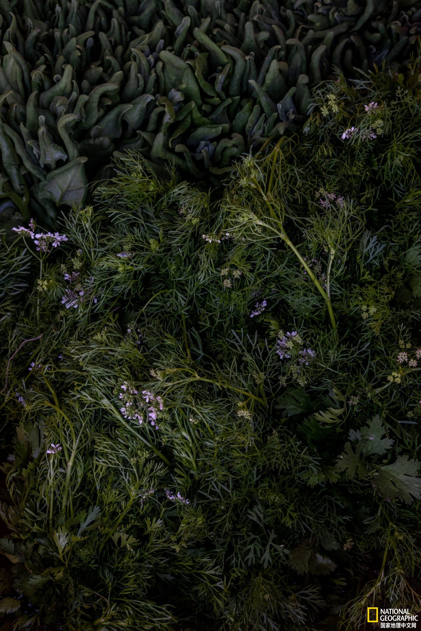 在一个小岛上种地卖菜是什么游戏,在一个岛上种地