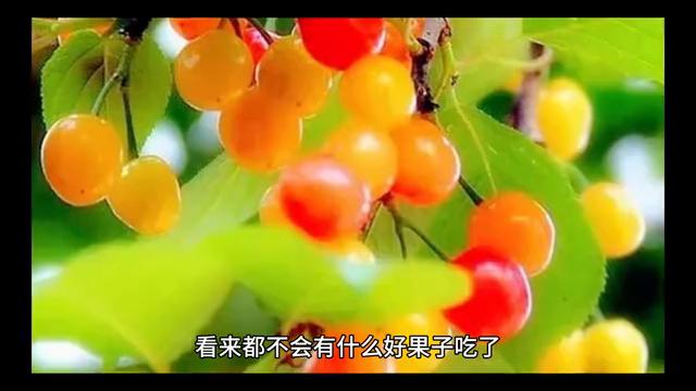 张大胆故事全集完整版,张大胆历险记