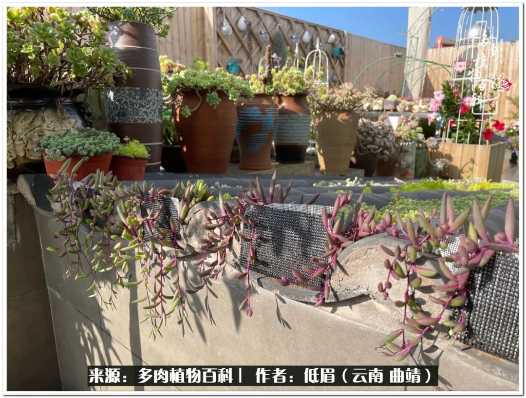 养了七年多肉,养了八年的肉肉终于开花了