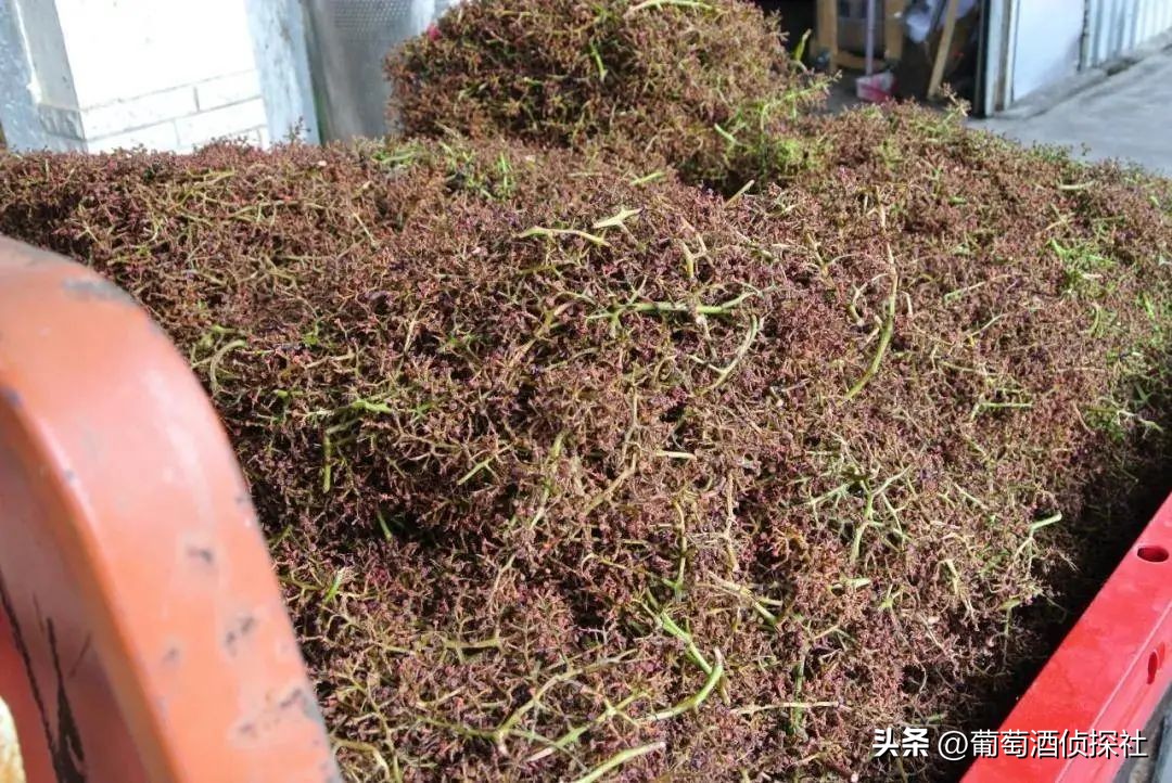 正宗葡萄酒酿造法,葡萄酒酿造步骤精简