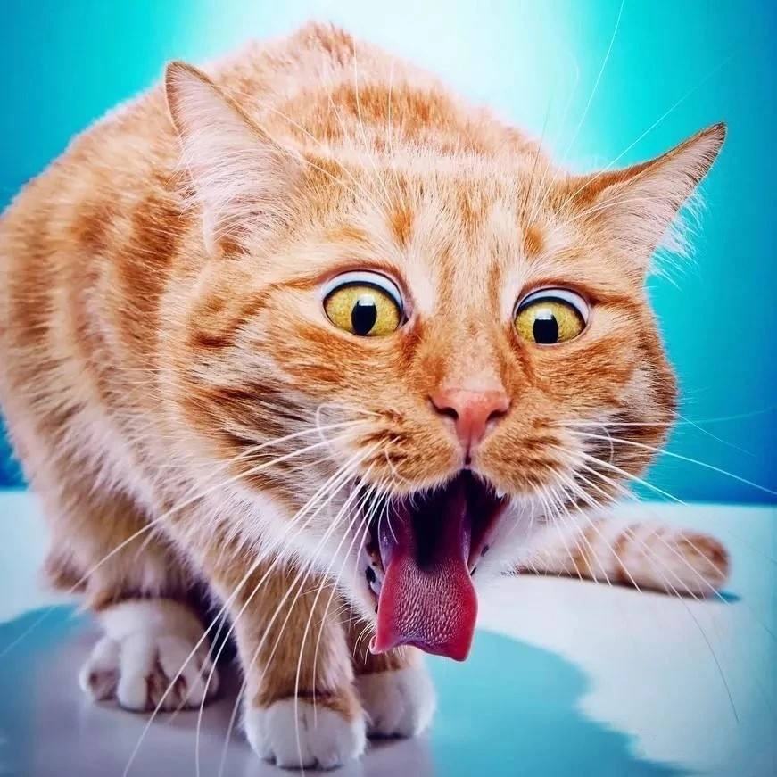 猫咪身体里有虫猫咪难受吗,肚子里有虫猫会胖吗