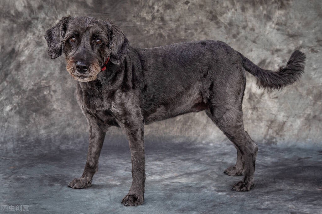 脾气好到爆的六种狗狗你喜欢哪种,狗狗有这7种表现证明你养得很好