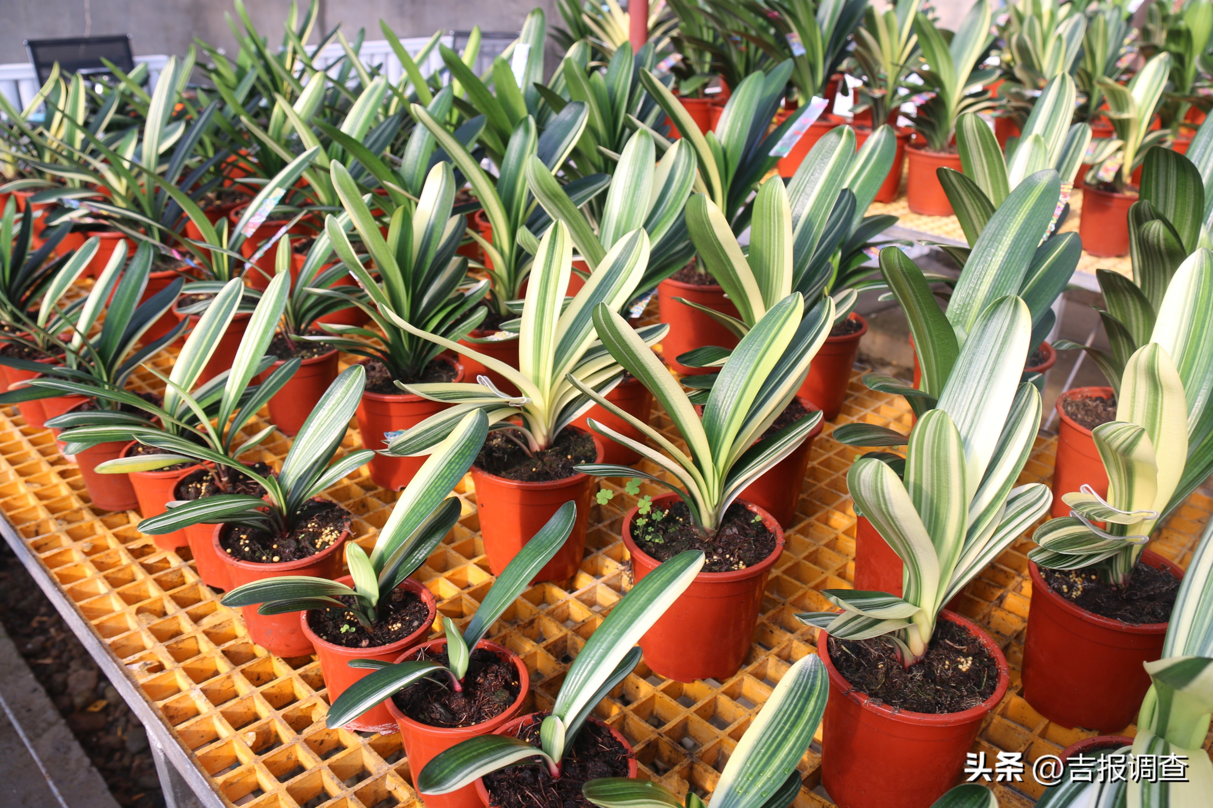 辉南县庆阳镇乡村振兴增添君子兰繁育新产业!君子兰通过电商渠道远销到国内多地