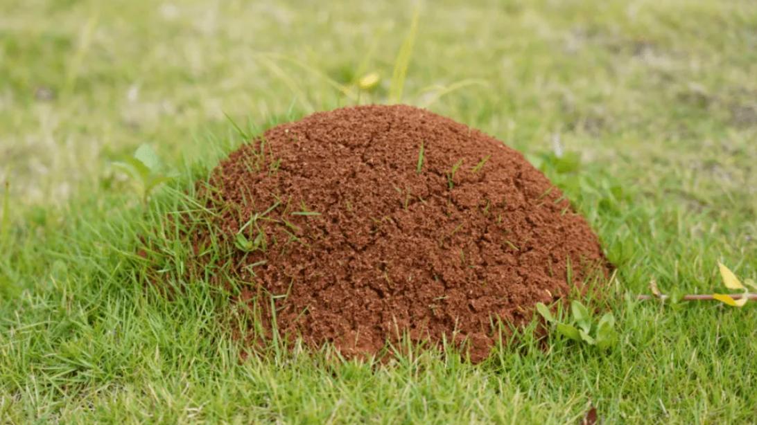 野外发现罕见的白狐,南京市民在路边捡到北极狐