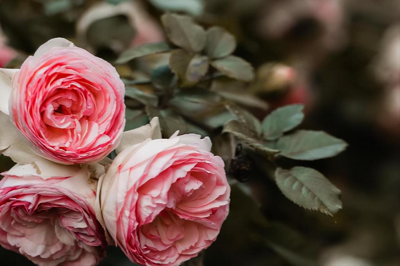 男人偷偷喜欢,男人偷偷喜欢一个女人