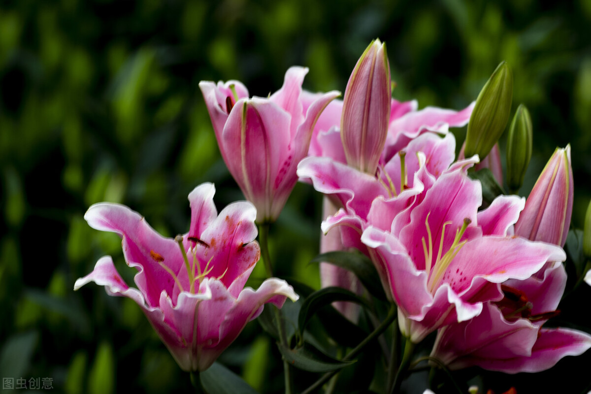 冬天香水百合种球怎样养护,香水百合冬天怎么样护理