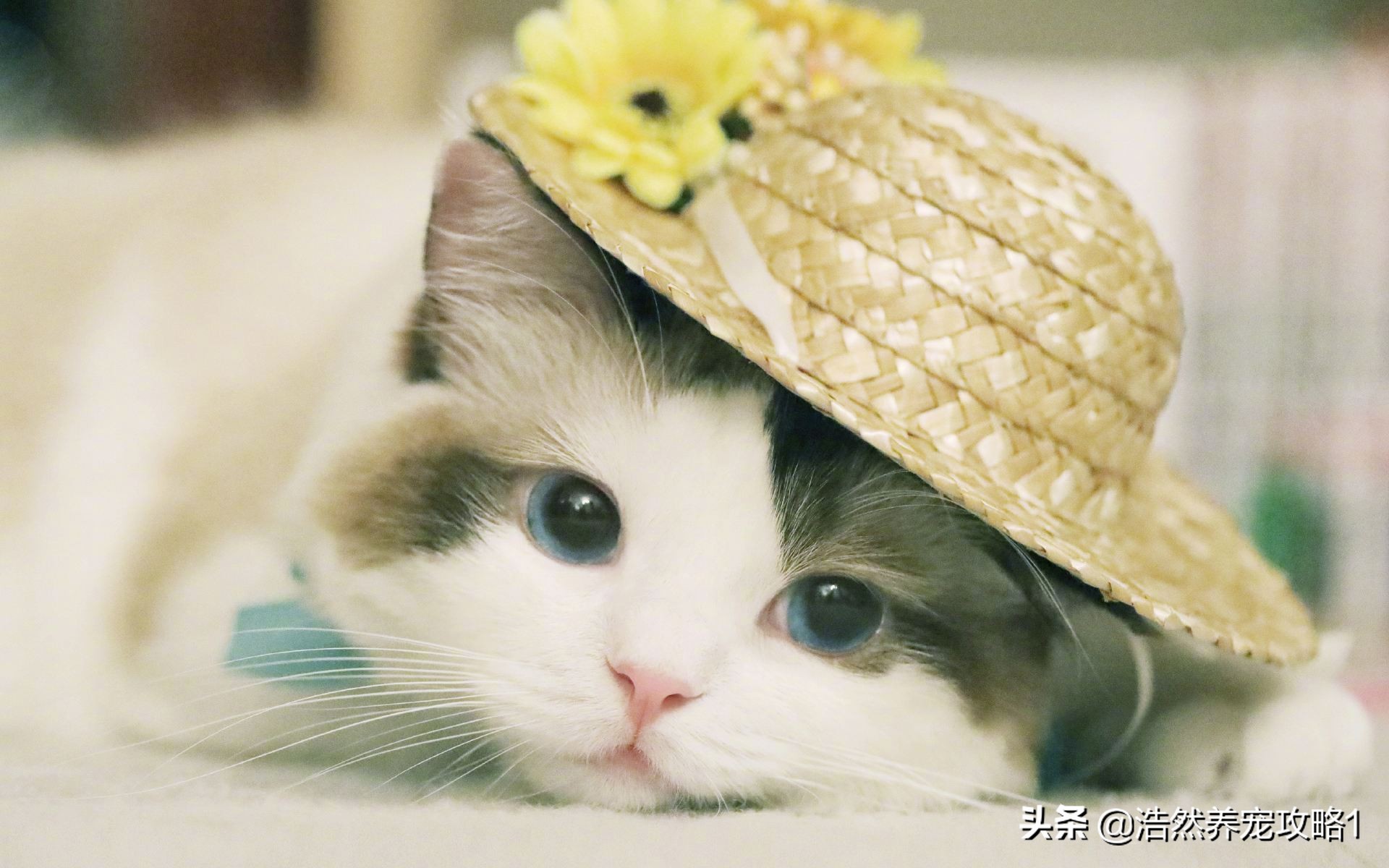 跳蚤活跃的月份,跳蚤什么季节比较活跃