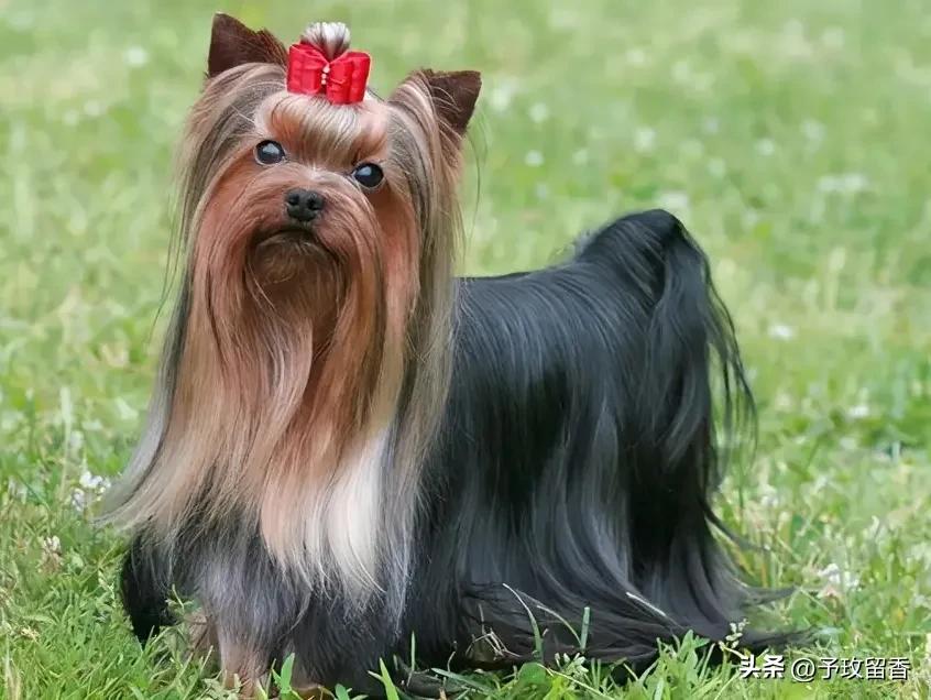 狗的种类常见宠物狗的品种及特点,宠物狗种类及特点