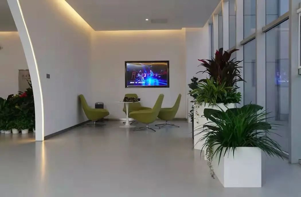 办公室必买的绿植,适合办公室的大型绿植大全