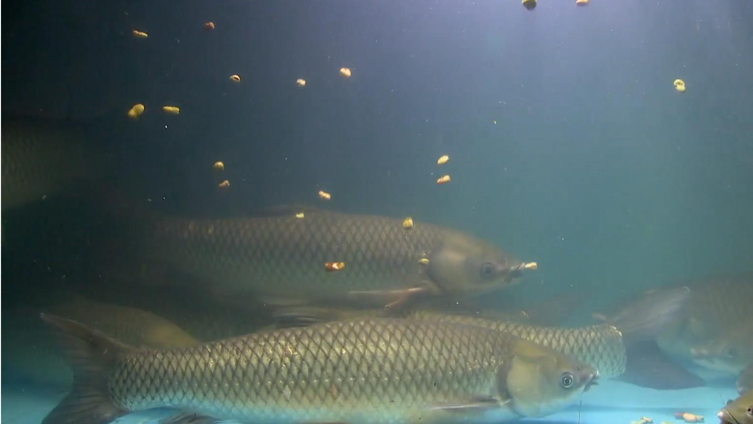 鲩鱼和脆肉鲩有什么区别,脆肉鲩除了草鱼还有其他鱼吗