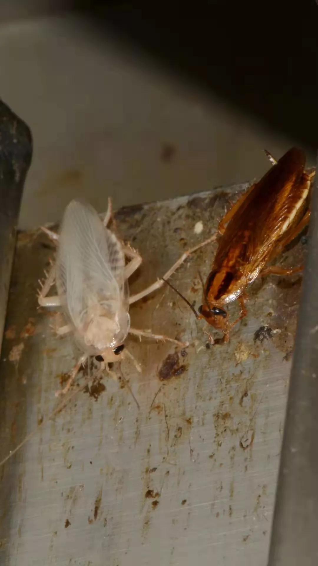 陕西除虫灭蟑螂排行,广州高效灭蟑螂方法