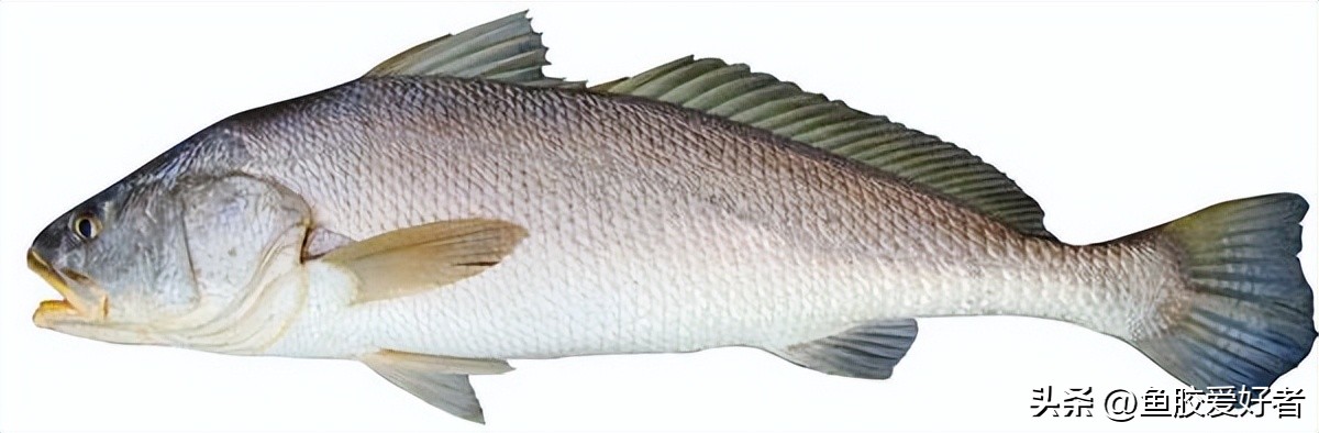 鱼胶是哪种鱼比较好,一分钟科普完鱼胶品种
