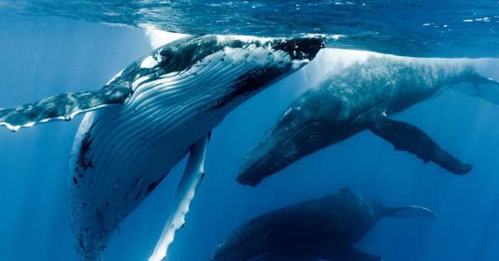 汤加整个国家都失联了吗,汤加全境失联意味着什么