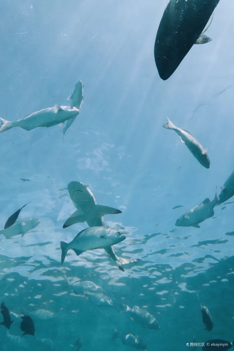 造价500万美元的海底餐厅！开一瓶5.2万美元的水晶香槟