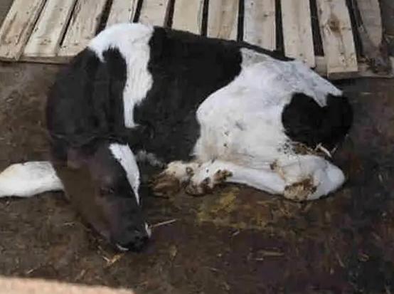 牛拉稀吃什么好得快,牛拉稀过料怎么调理