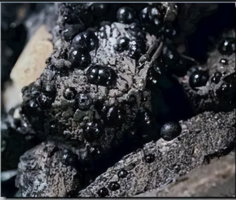 海水提铀装置国内外研究现状,我国海水提铀技术成就新闻