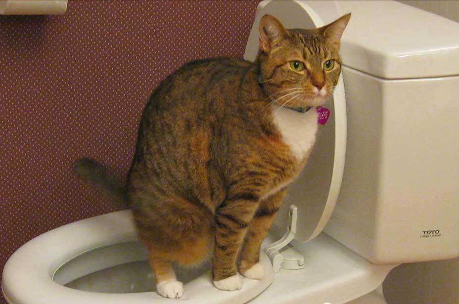 当猫咪过上人一样的生活,当猫和人一样生活