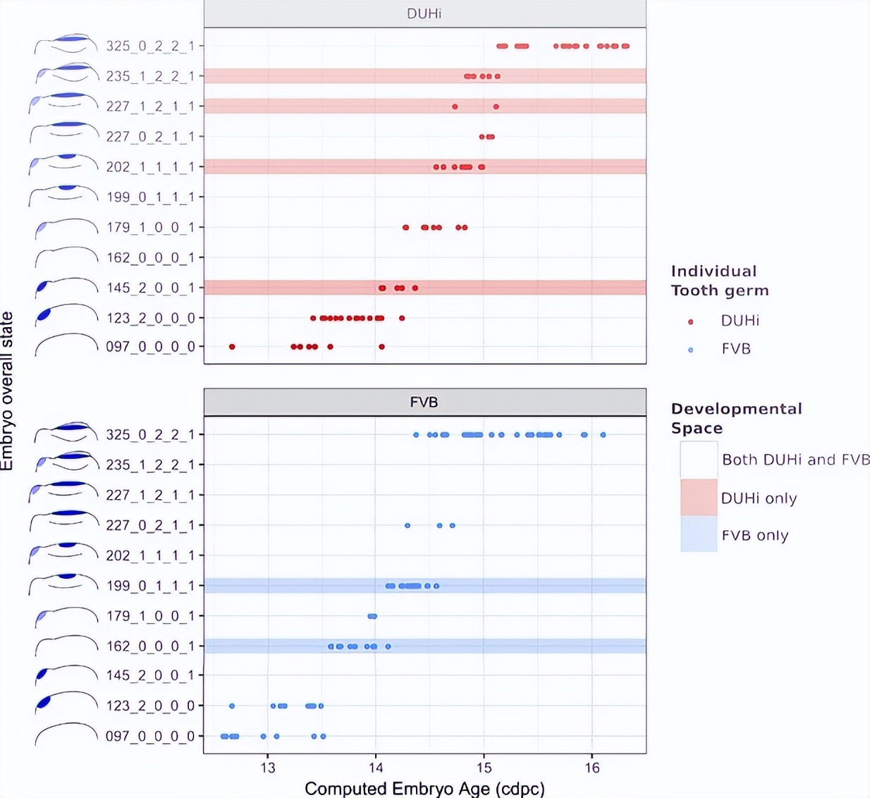 基于小鼠磨牙进化演变，研究其发育变异性通道的进化过程