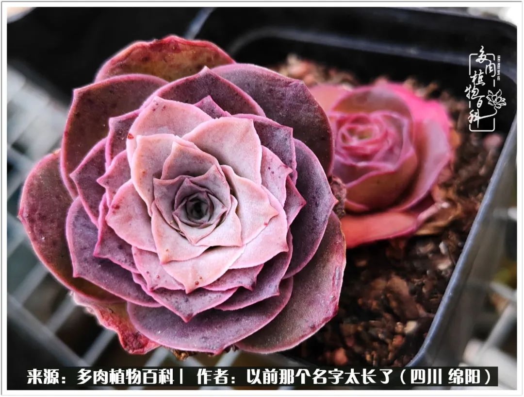 夏天山地玫瑰,小清新山地玫瑰