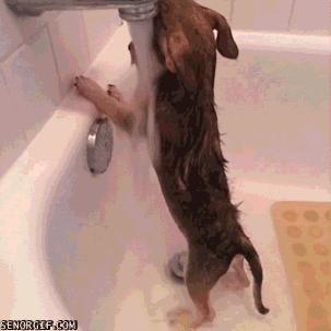 100个难得一见照片，砍伐巨树，运输军舰的巨轮，治疗风湿病的熊