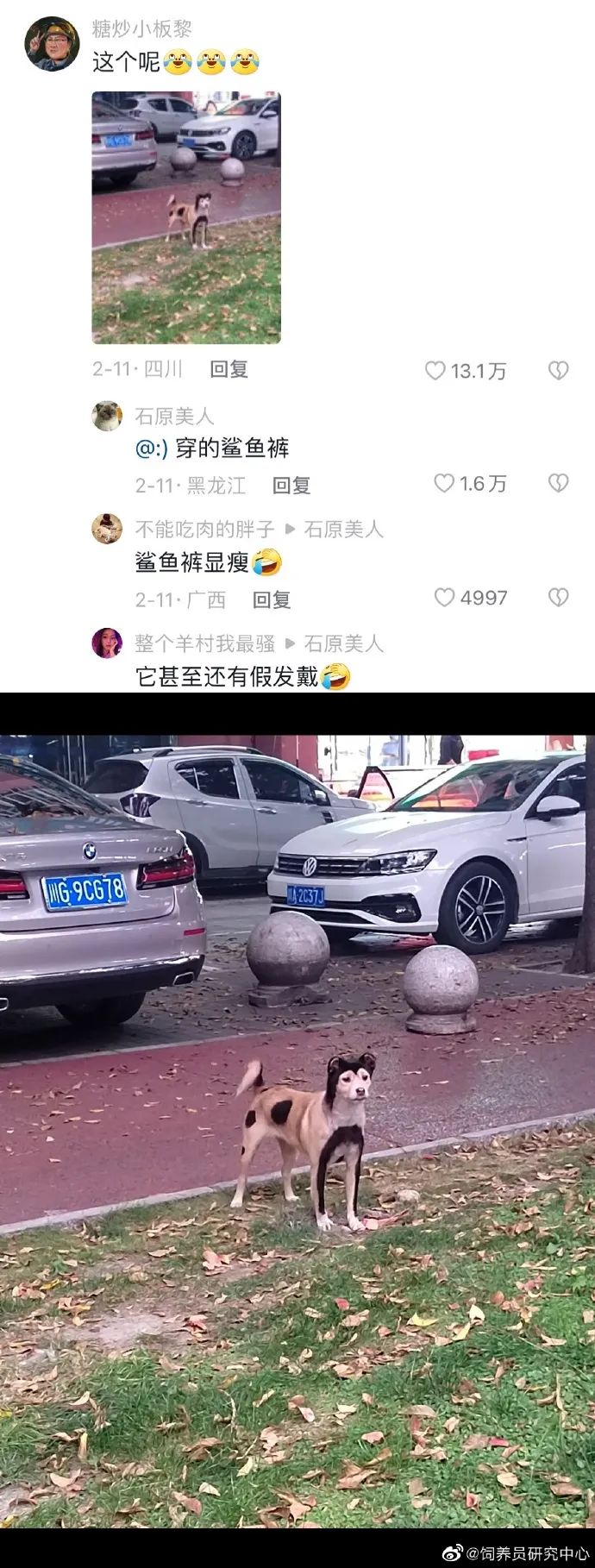 丑萌丑萌的小动物,丑陋又可爱的小动物