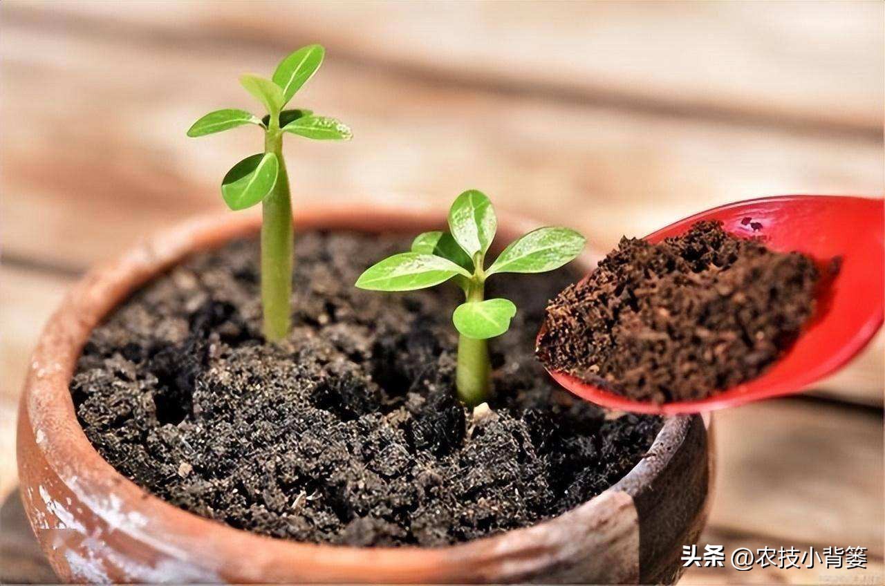 磷肥过量施用会怎样,磷元素缺乏有什么危害