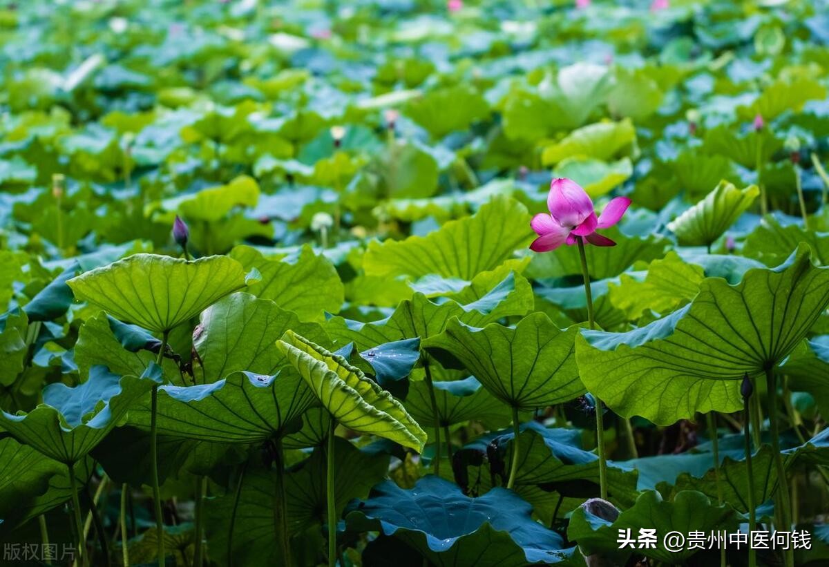 有鼻窦炎经常吃炒丝瓜有用吗,治疗鼻窦炎食疗