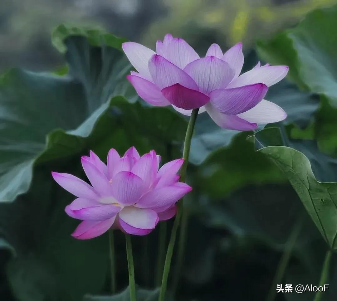 唯美的荷花壁纸,唯美荷花水墨画