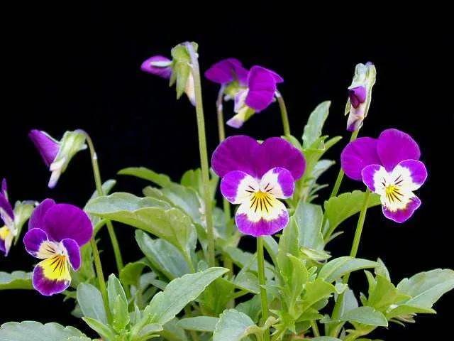 春夏之交，越来越多的花含苞欲放，这一百种娇媚蓓蕾真是美不胜收