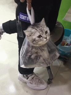 猫咪的寿命最多能活到多大呢,猫咪寿命排行榜之短命猫