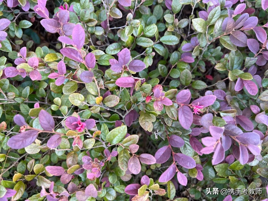 红花檵木的简介资料,红花檵木嫁接视频