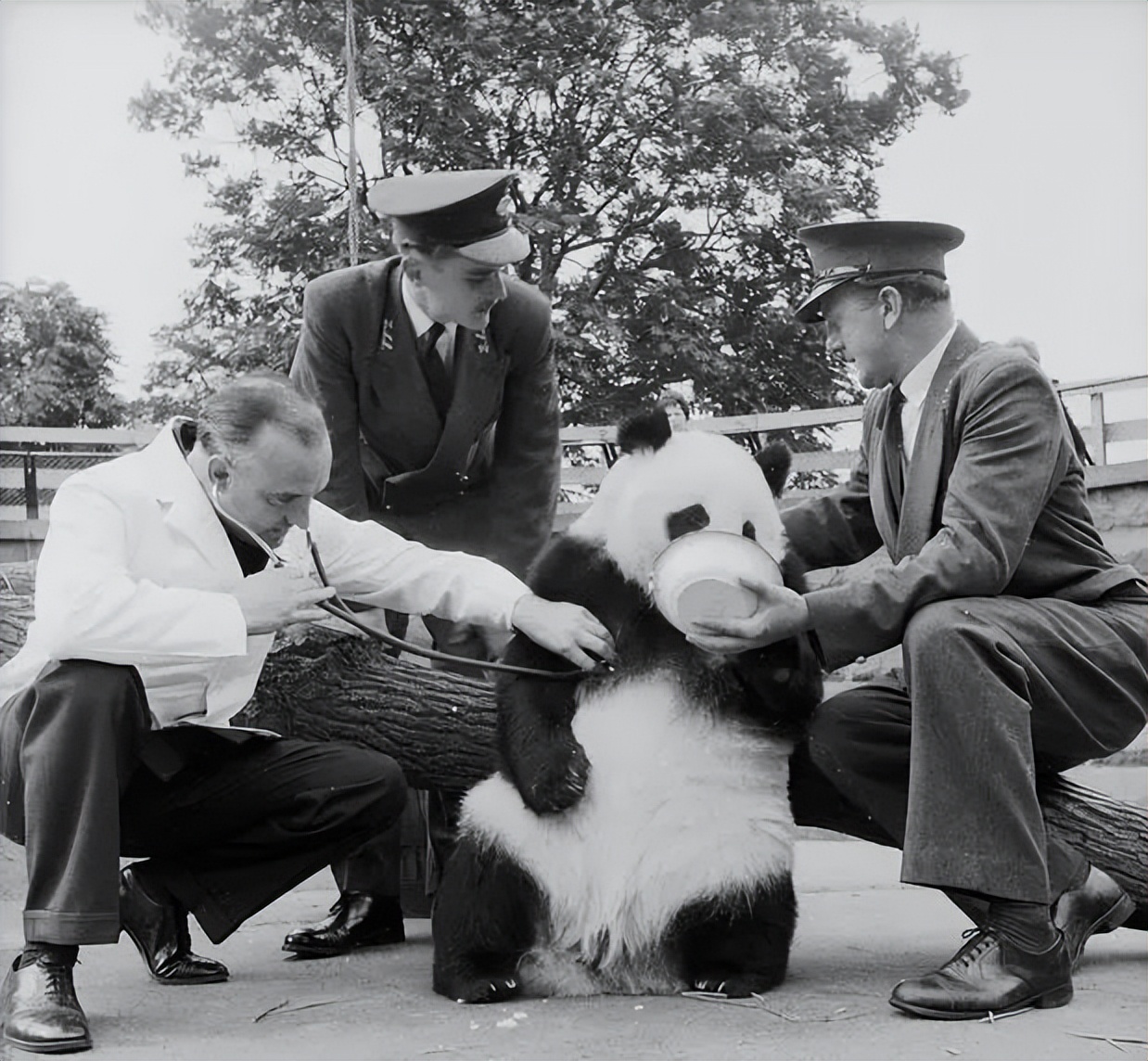 多少人关注丫丫,现在有多少人在关注丫丫