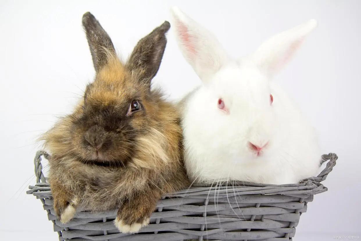 养兔必读的100个动作,两个月大的兔兔要注意什么