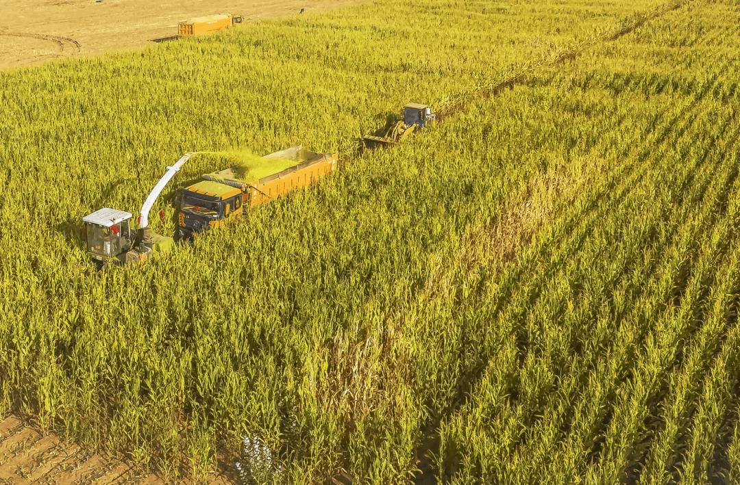 一台收割机9小时收割小麦45公顷,最新款玉米收割机青储收割视频