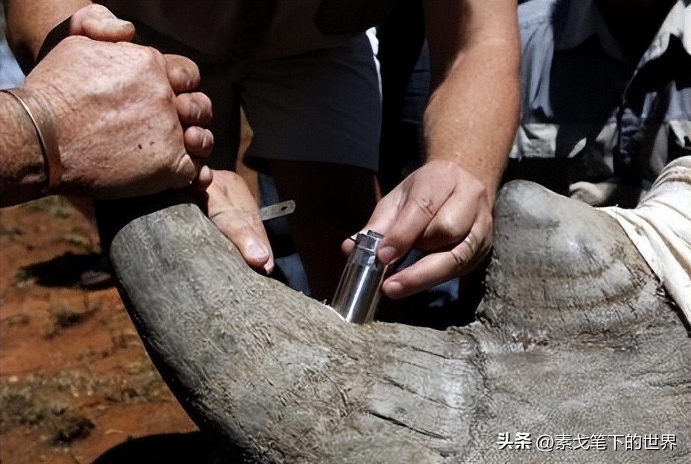 收入水平影响犀牛角消费偏好:野生与半野生犀牛角更受青睐