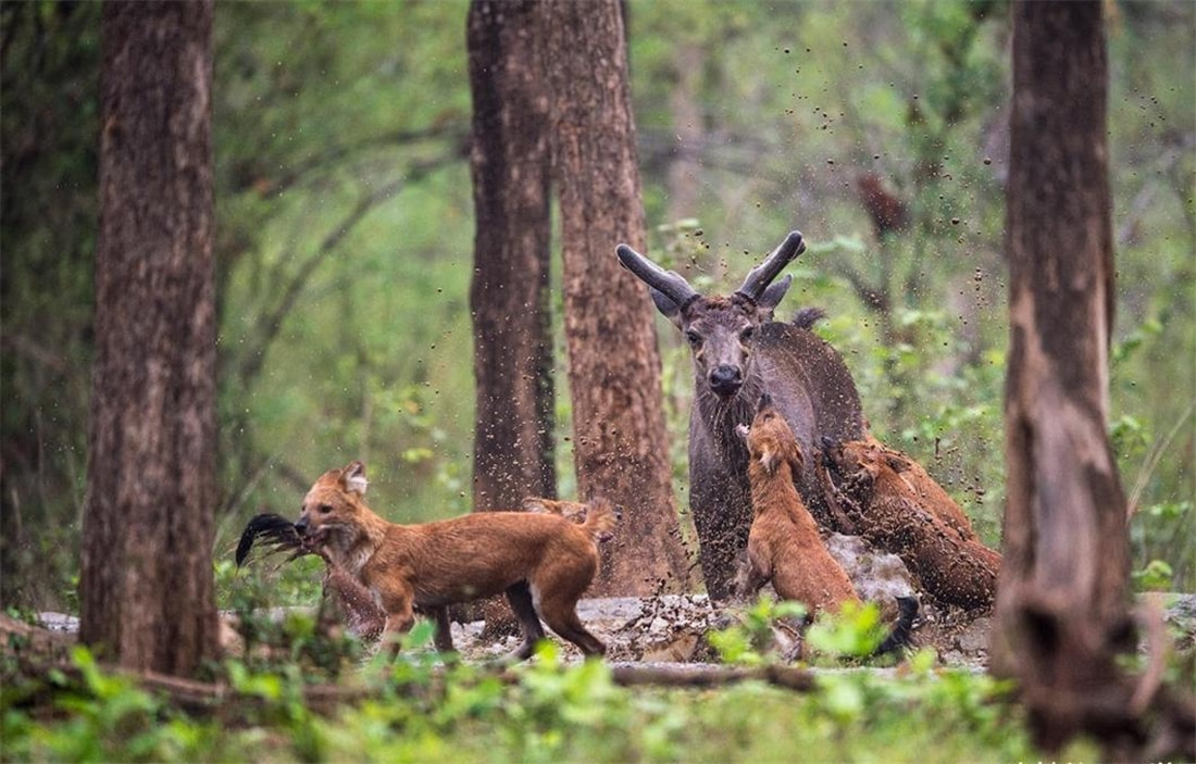 祁连山发现猛兽,祁连山发现300多只野生马鹿