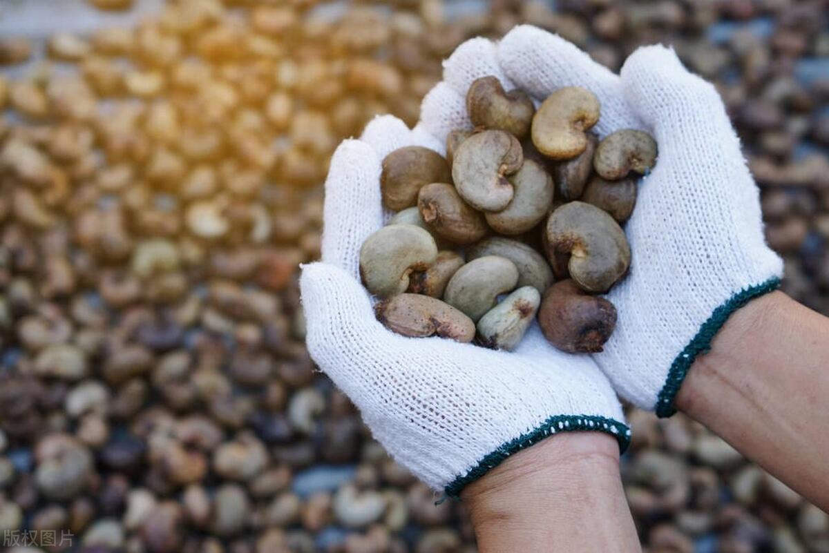 越南腰果渠道销量,特大腰果越南腰果
