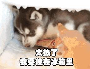 狗狗如何慢慢吃食,狗狗不吃食怎么办