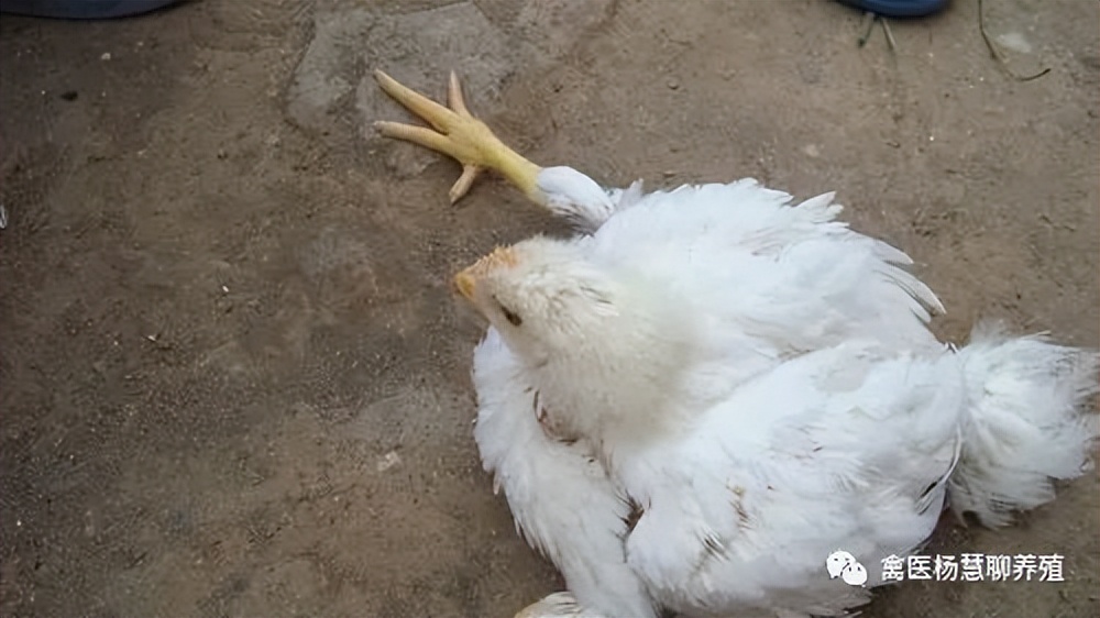 禽医杨慧讲鸡腿关节肿大站不起来是什么病