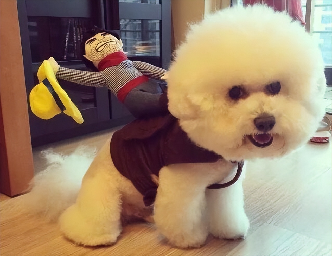 比熊犬的六个缺点是什么,比熊犬的优缺点及性格分析