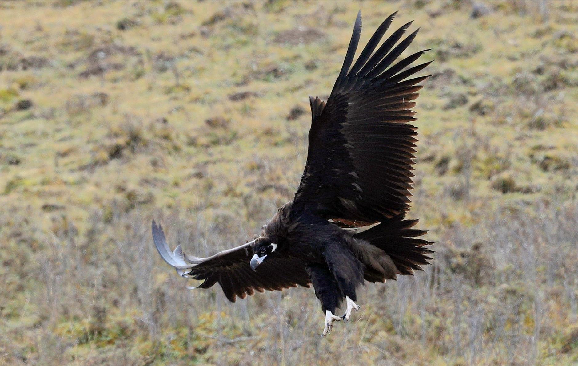 河北出现大鸟喜鹊追随,河北上空惊现大鸟原视频