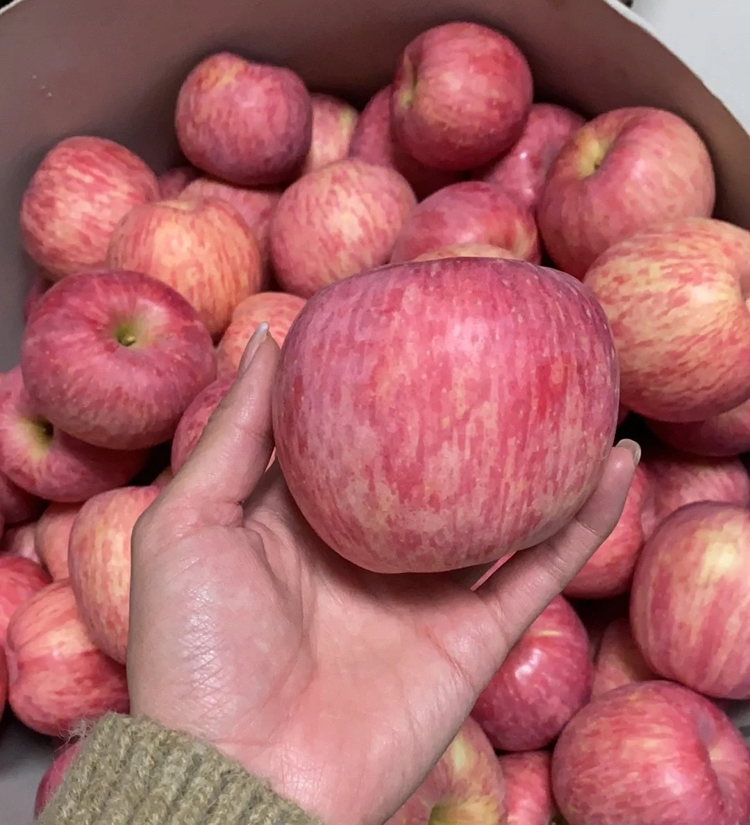 怎么辨别苹果产地,苹果的产地如何分辨