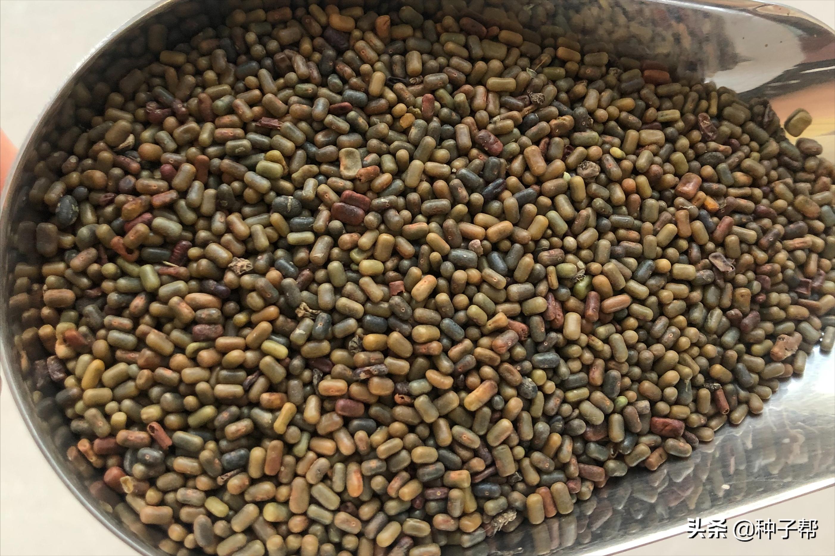 田菁是树还是草北方可以生长吗,田菁草本植物