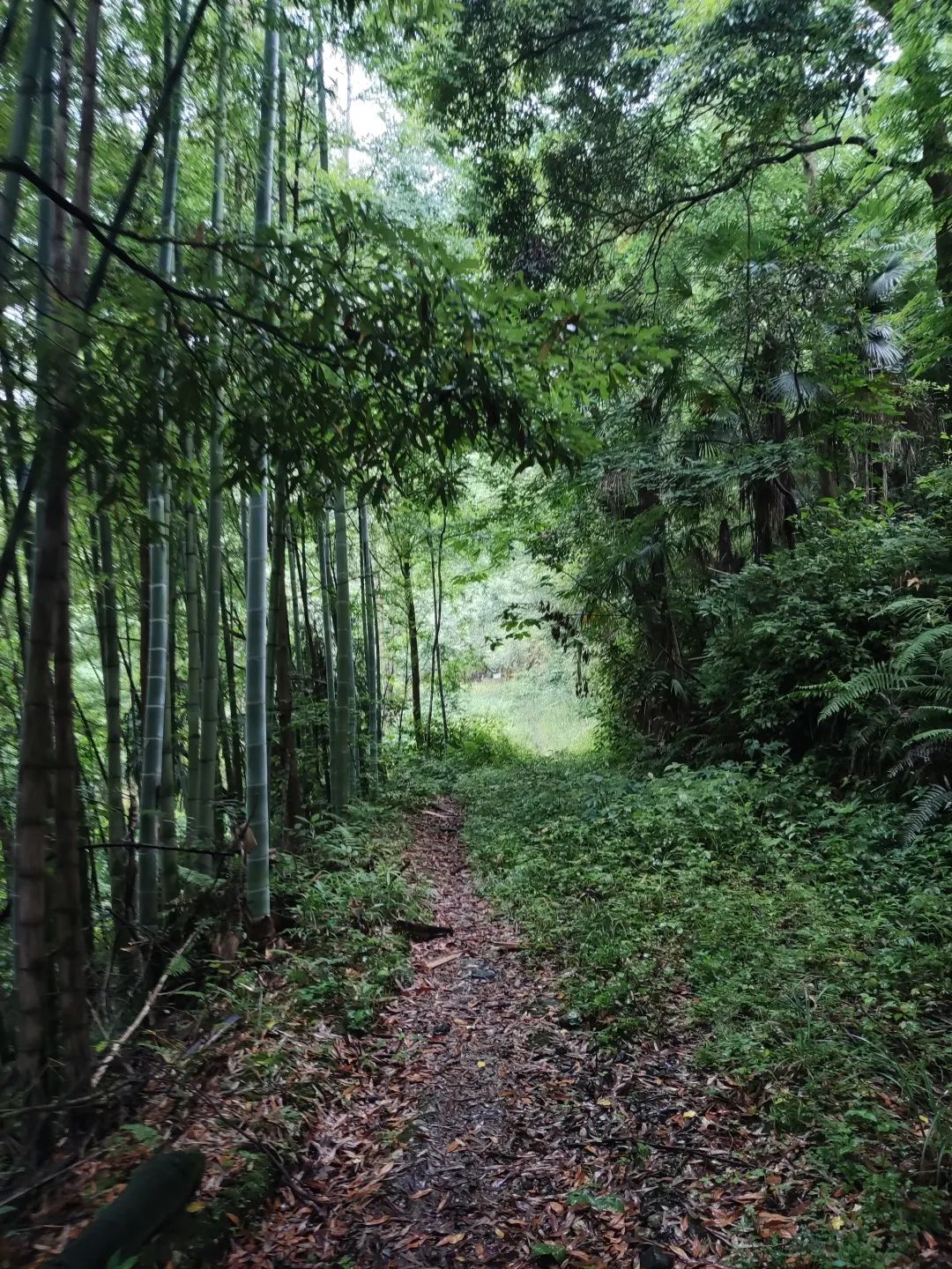 崇州山里新发现的天然景区,崇州的田园风光