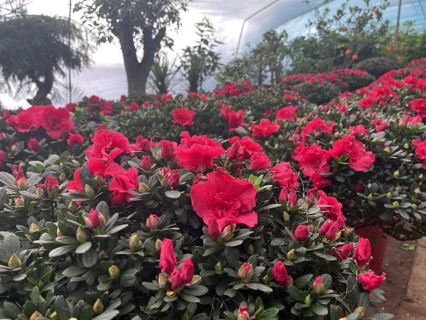 年宵花市场火热,鲁西南花卉市场有什么