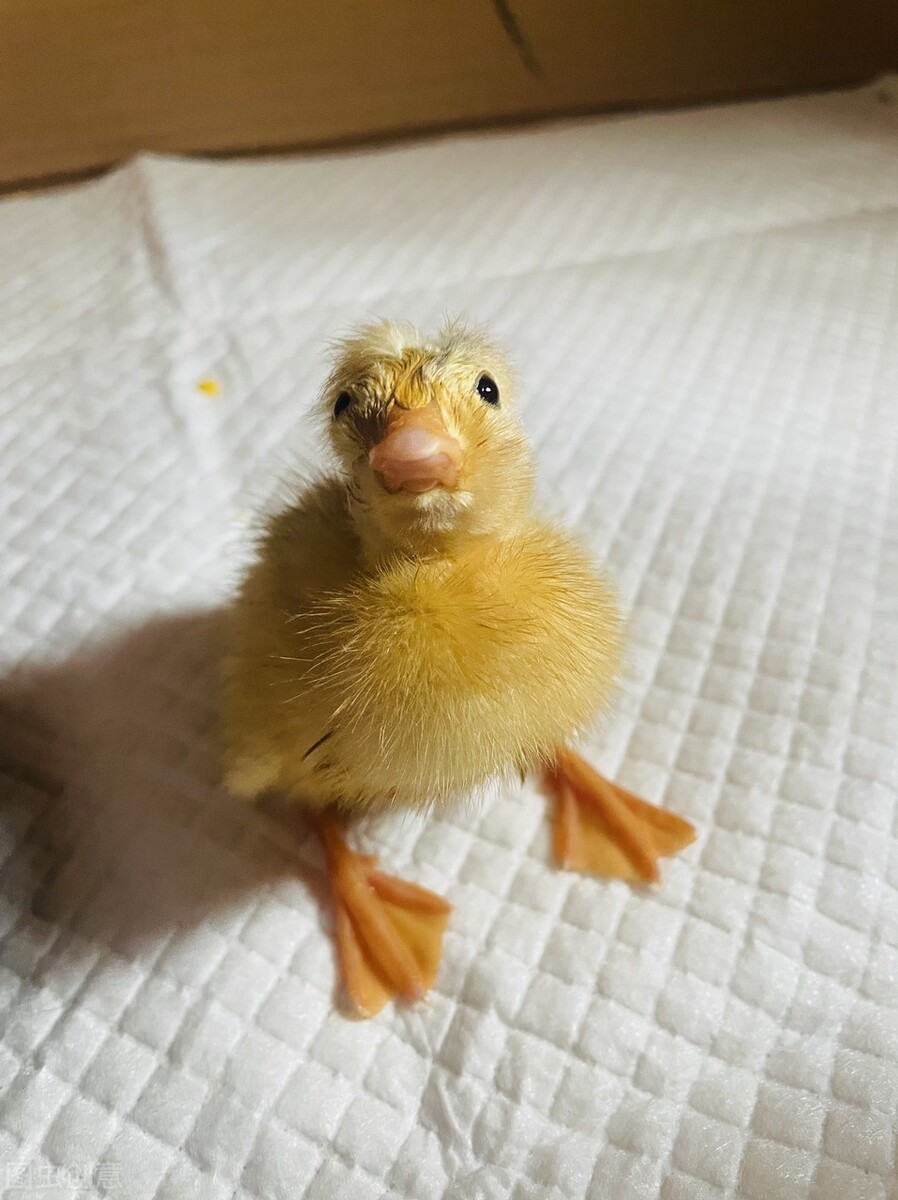 你能分清楚吗,带你认清现实丑小鸭