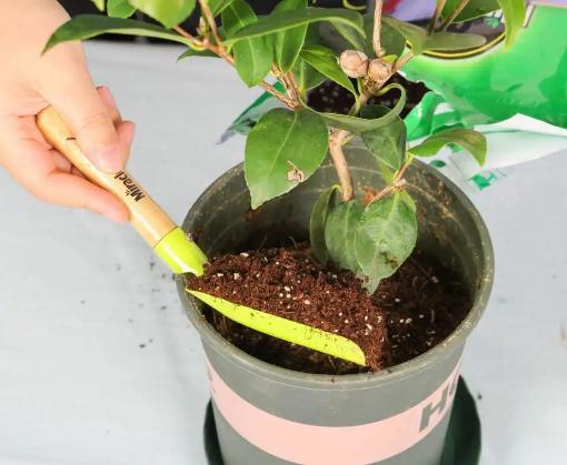 盆土变硬的最好方法,盆土一浇水就变稀泥怎么办