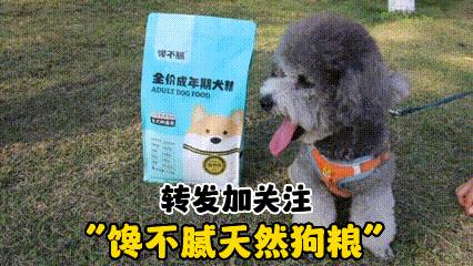 泰迪喜欢干的事,泰迪喜欢主人经常会有这些表现