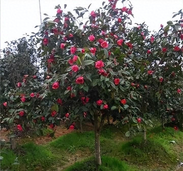 曾是皇帝*用御**，如今却无人问津，“油中软黄金”如何走向末路？