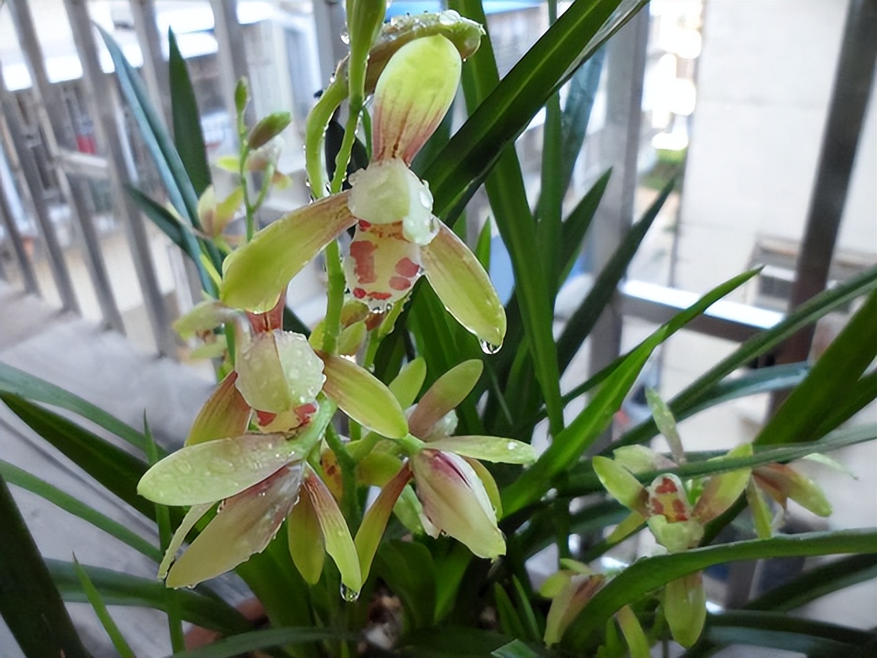 养什么品种的兰花又香又好养,兰花都有哪些常见常养的品种